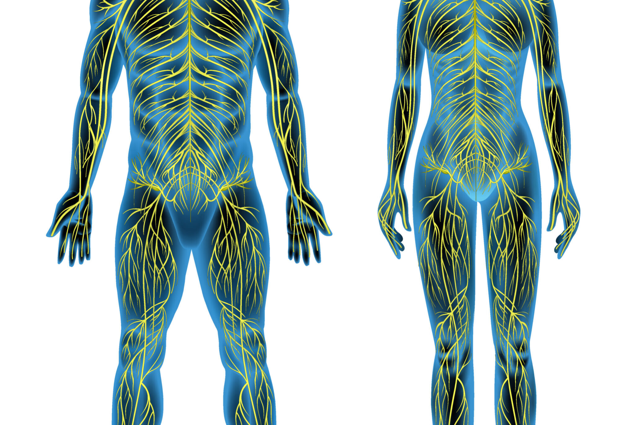 Human nervous system